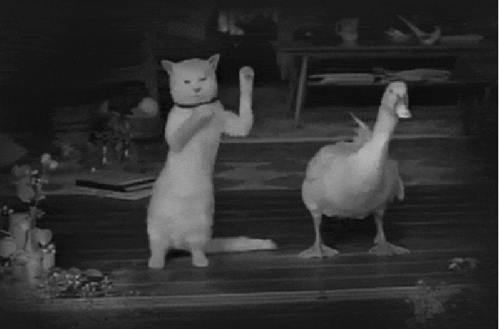 猫咪 鹅 跳舞 配合