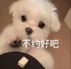 萌宠 汪星人 不约好吧 无奈 呆萌 可爱