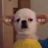 萌宠 汪星人 偷听 偷偷摸摸 竖起耳朵 呆萌 可爱