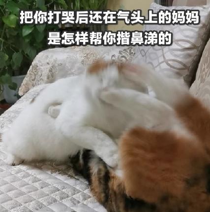 猫咪 喵星人 文字表情包 沙雕 魔性
