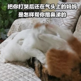 猫咪 喵星人 文字表情包 沙雕 魔性