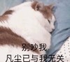 萌宠 猫星人 别吵我 凡尘已与我无关 呆萌 可爱