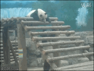 熊猫 玩耍 使坏 萌化了 天然呆 动物 panda
