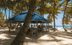Around&the&world Punta&Cana&in&4K 商店 多米尼加共和国 棚子 椰子树 海滩 纪录片 蓬塔卡纳 风景