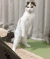 猫咪 可爱 抬头 寻找