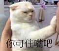 猫咪 可爱 毛茸茸 你可住嘴吧