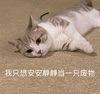 萌宠 喵星人 我只想安安静静 当一只废物 搞怪 呆萌