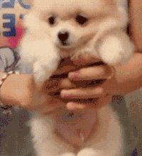 汪星人 狗狗 可爱 萌宠