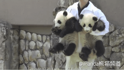 熊猫 抱走 呆萌 动物