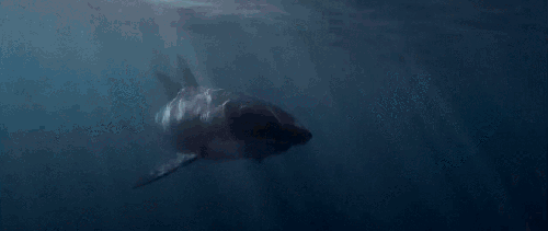 BBC:鲨鱼 动物 大白鲨 科普 鲨鱼
