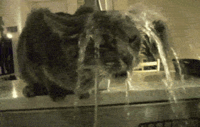 小猫 喝水 可爱 毛茸茸