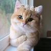 萌宠 猫星人 你看着我 可怜 呆萌 可爱