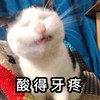 萌宠 喵星人 酸的牙疼 酸死了 呆萌 可爱