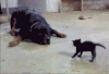大狗 小猫 动态 厉害