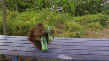 猴子 苏打水 口渴 猩猩