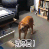 soogif soogif出品 狗 我不要！
