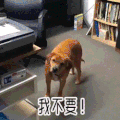 soogif soogif出品 狗 我不要！