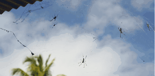 Paul&Wex 动物 塞舌尔群岛 纪录片 蓝天 蜘蛛 蜘蛛网 风景