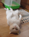 猫咪 尾巴 可爱 白色