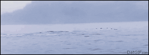 鲸鱼    海洋 动物 捕猎