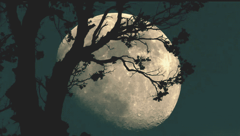 月亮 moon 渐变 渐隐 树影