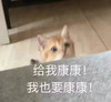萌宠 猫星人 给我康康 我也要康康 搞怪 逗