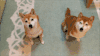 柴犬 和谐 魔性 Shiba Inu