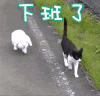 猫咪 可爱 下班了 搞笑