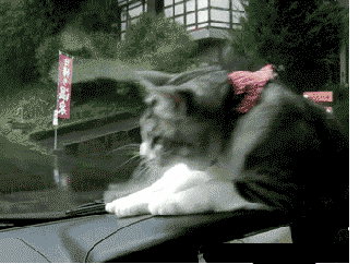 猫咪 雨刷 搞笑 可爱