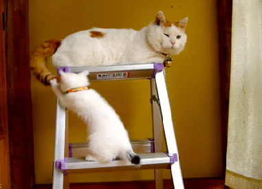 猫咪 可爱 梯子 摇摆 抓住