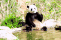 大熊猫 玩水 凉快 捕食