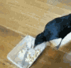 动物 小狗 小猫 可爱 友爱 温暖
