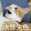 萌宠 喵星人 大惊失色 惊慌失措 憨憨 可爱