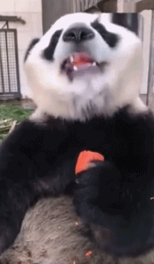 大熊猫 熊猫 国宝 可爱 动物 胡萝卜 进食 啃