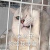 萌宠 猫星人 小兔崽子 你给我等着 搞怪 呆萌