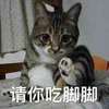 萌宠 喵星人 请你吃脚脚 伸出小脚 呆萌 可爱