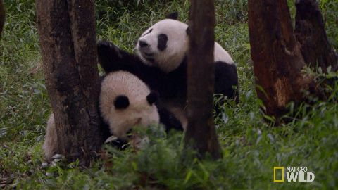 熊猫 可爱的 拥抱 国家地理野生大熊猫