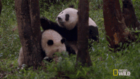 熊猫 可爱的 拥抱 国家地理野生大熊猫