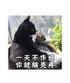 萌宠 猫星人 一天不作妖 你就脑壳痛 搞怪 逗