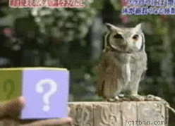 猫头鹰 惊吓 魔术 天然呆 走开 懵逼 owl
