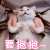 萌宠 猫咪 猫 撩 要抱抱 soogif soogif出品