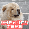 萌宠 猫星人 终于熬过了七夕 不容易啊 呆萌 可爱
