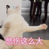 萌宠 喵星人 悲伤那么大 难受 搞怪 逗
