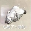萌宠 猫星人 心死了 真的 呆萌 可爱