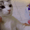 猫咪 自重 不许说话 捂住嘴