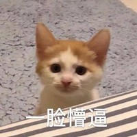 萌宠 猫星人 一脸懵逼 无语 呆萌 可爱