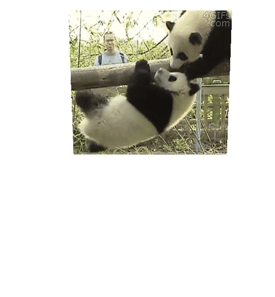 熊猫 栏杆 爬上 淘气