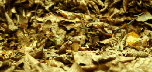 植物 生长 神话的森林 纪录片 蘑菇