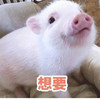 萌宠 猪 想要 给我嘛 呆萌 可爱