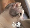 萌宠 猫星人 心虚 无奈 呆萌 可爱